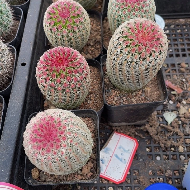 红太阳带盆土发货