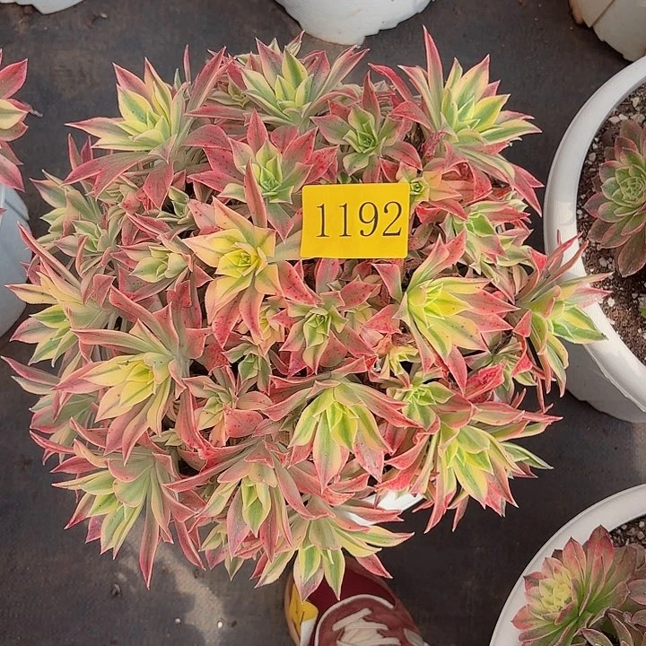 多肉植物福利1192