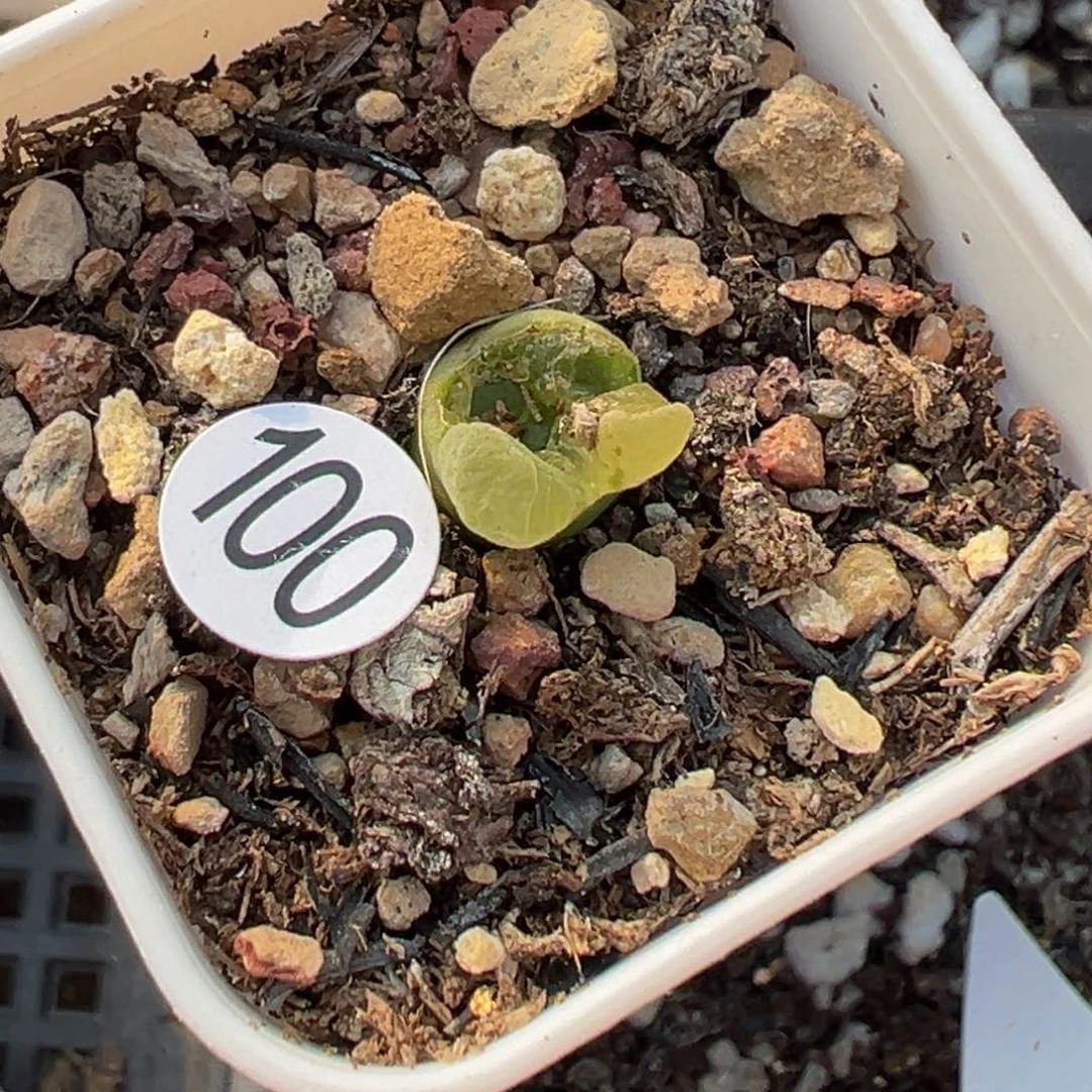 姬**君多肉植物111111111111111