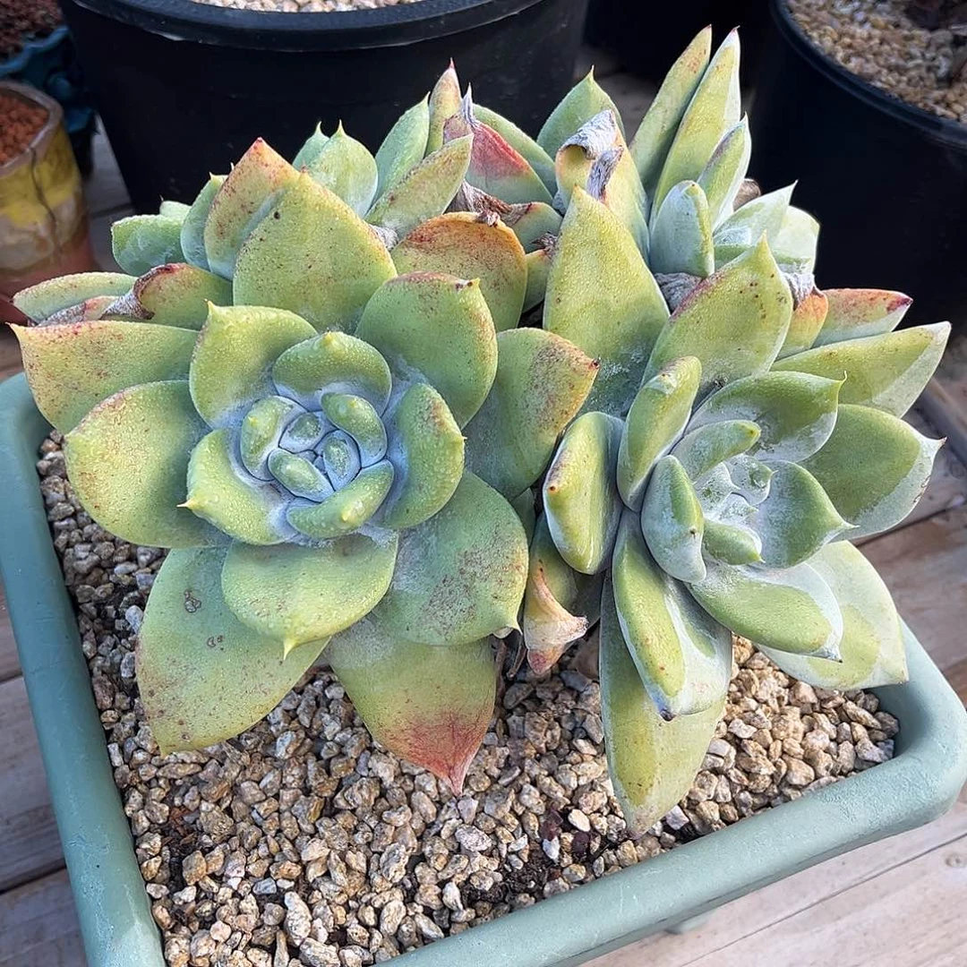 小鹿多肉一物一拍6589