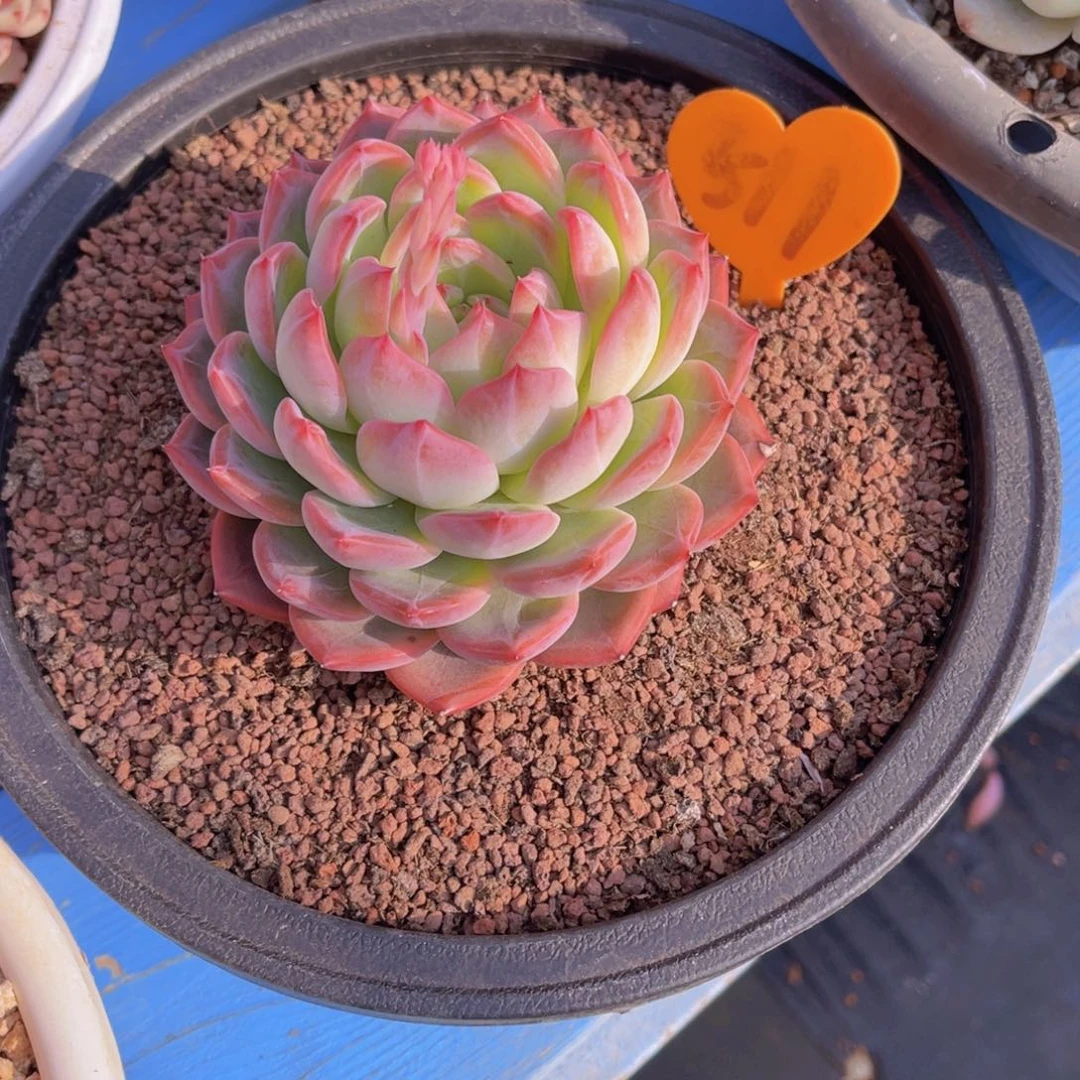 柯****厂511号多肉植物一物一拍