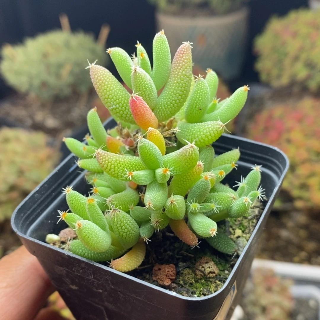 950号实生玉米枝干多肉