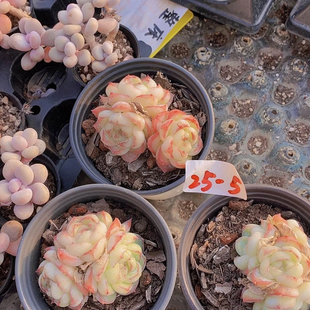 25-5胖虎福利一颗量拍