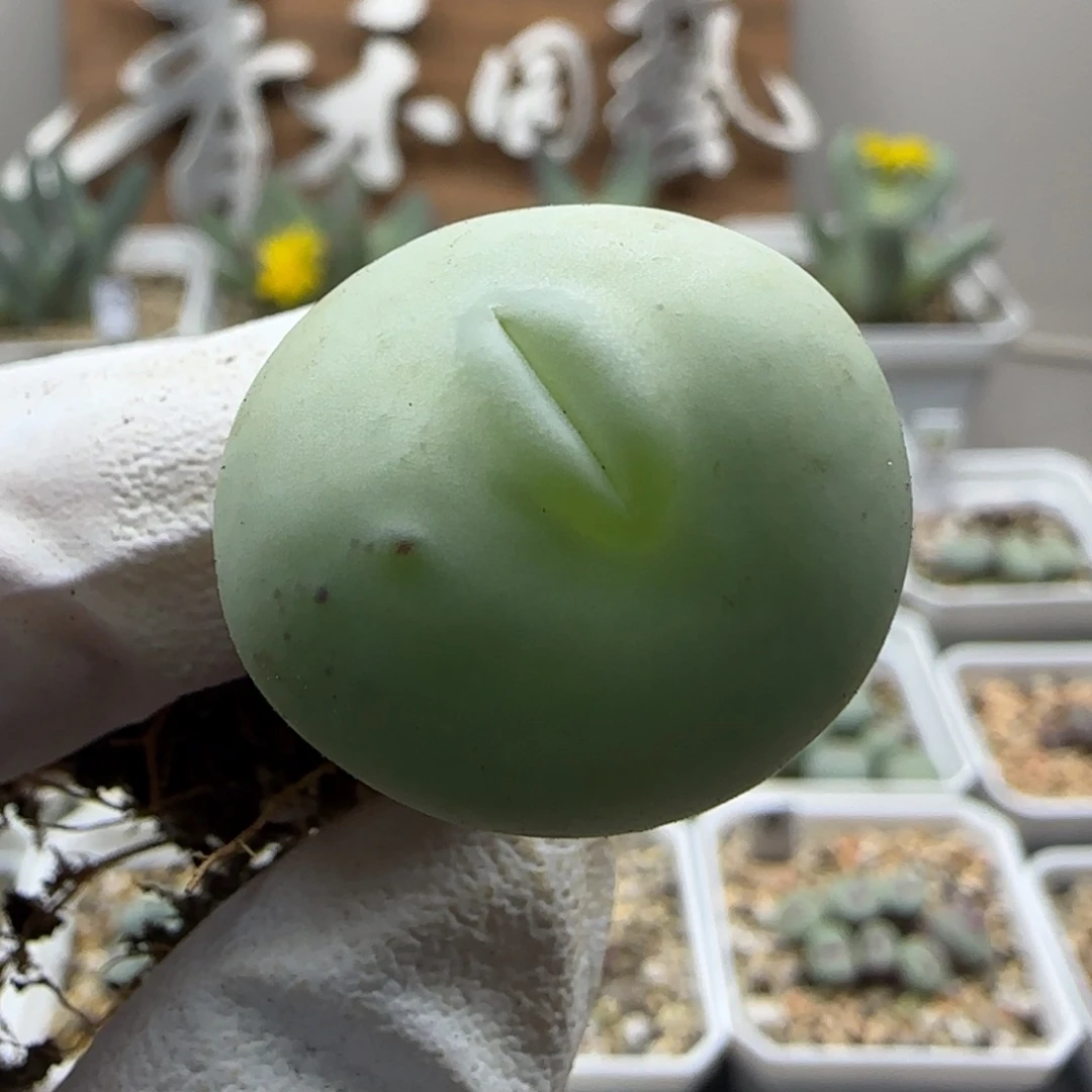 9-17-547当天满38包邮特选老桩玻尿酸嘟嘟嘴2.4cm白花大G脱土
