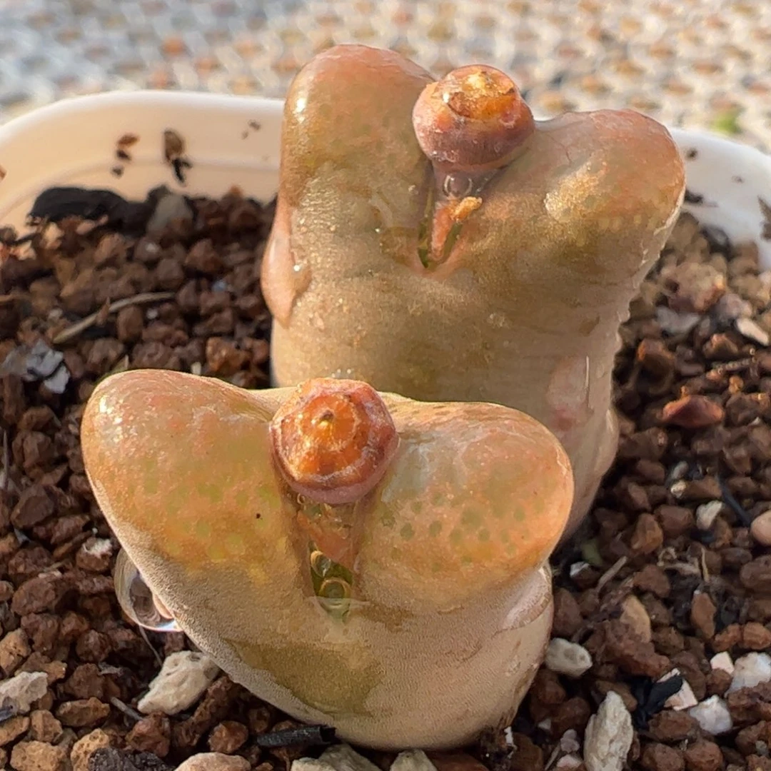 特价多肉植物百科