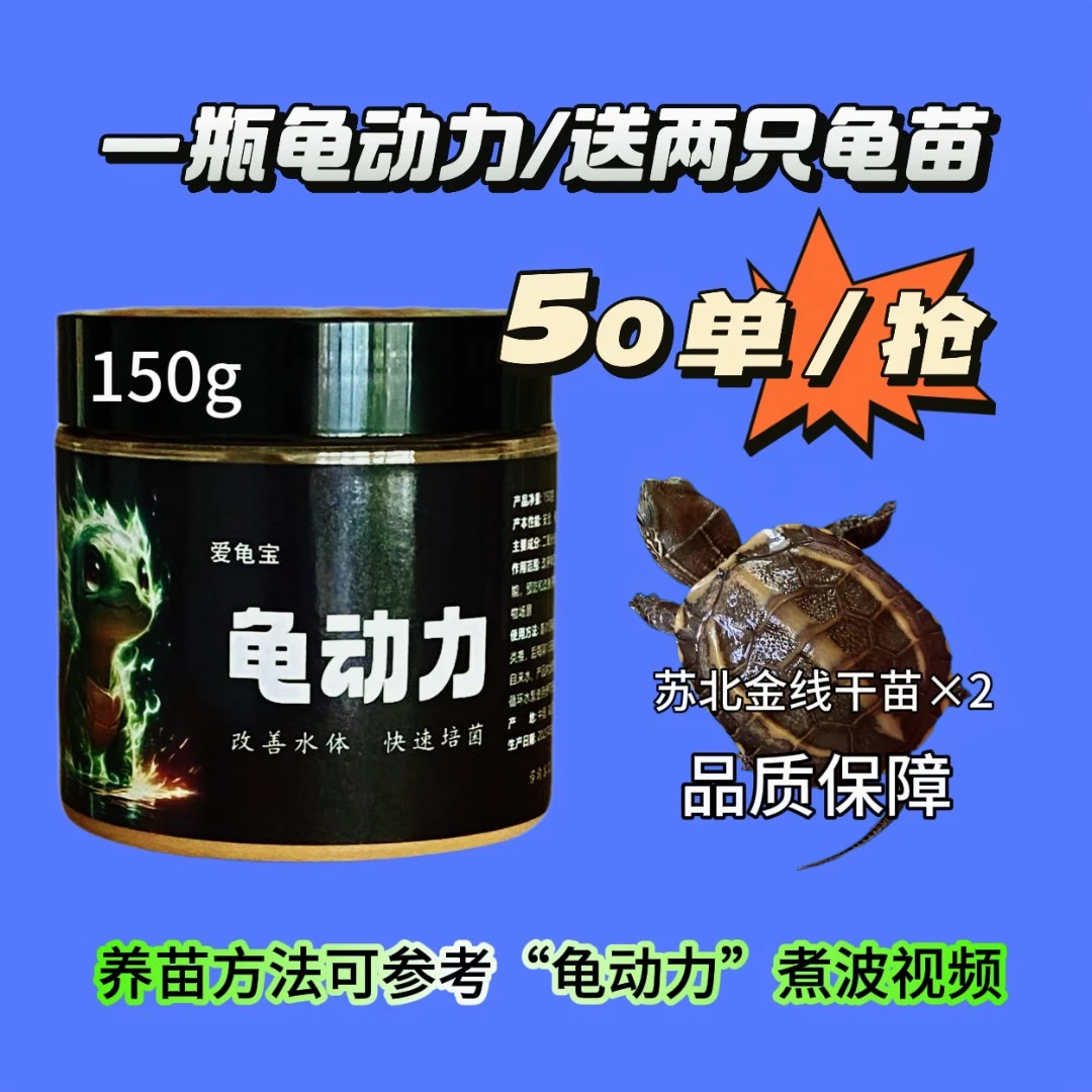 龟动力生态养龟-适应能力强/互动性好培养/颜值均在线/养龟终点站