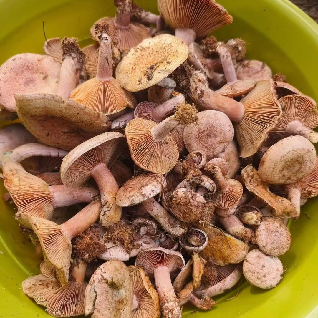 贵州新鲜枞树菌乌纵菌