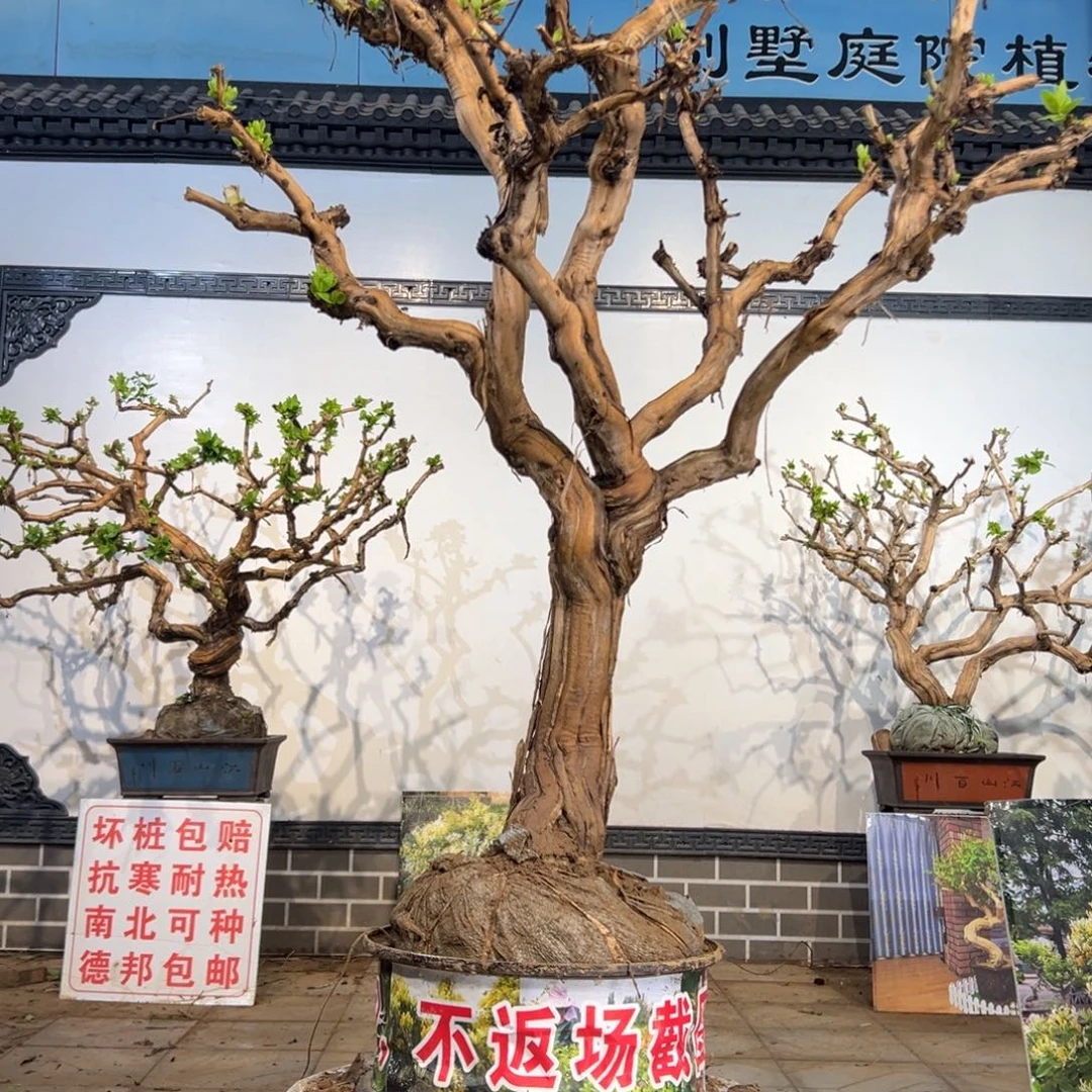 无花朵金银花8888