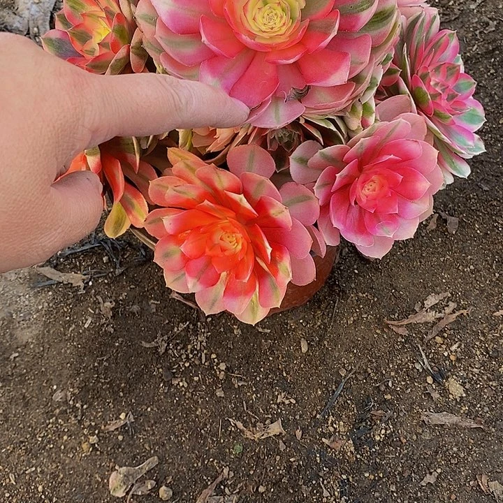 多肉植物倾城776多肉