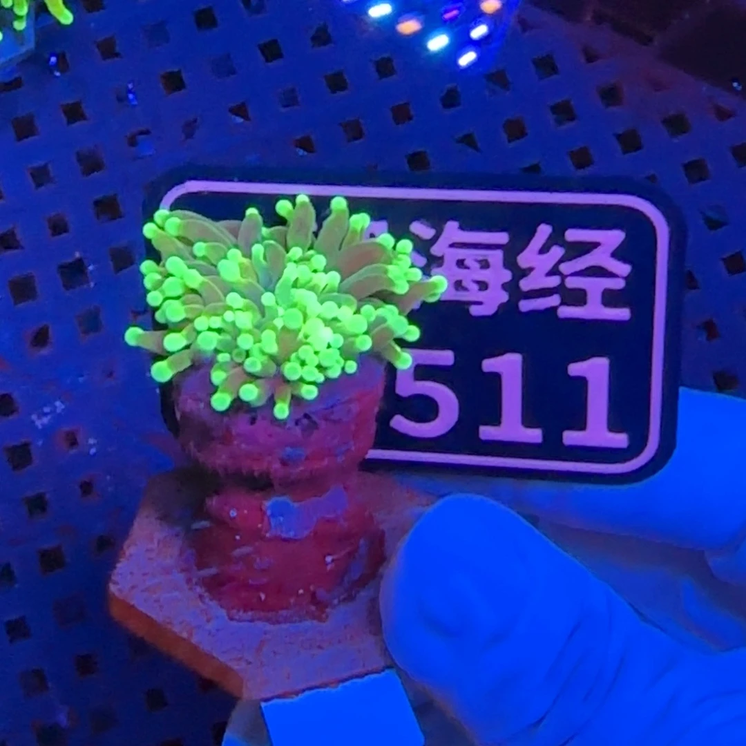 斯***亚纽扣珊瑚又又不包邮露骨脱藻仙本那霓虹金D511