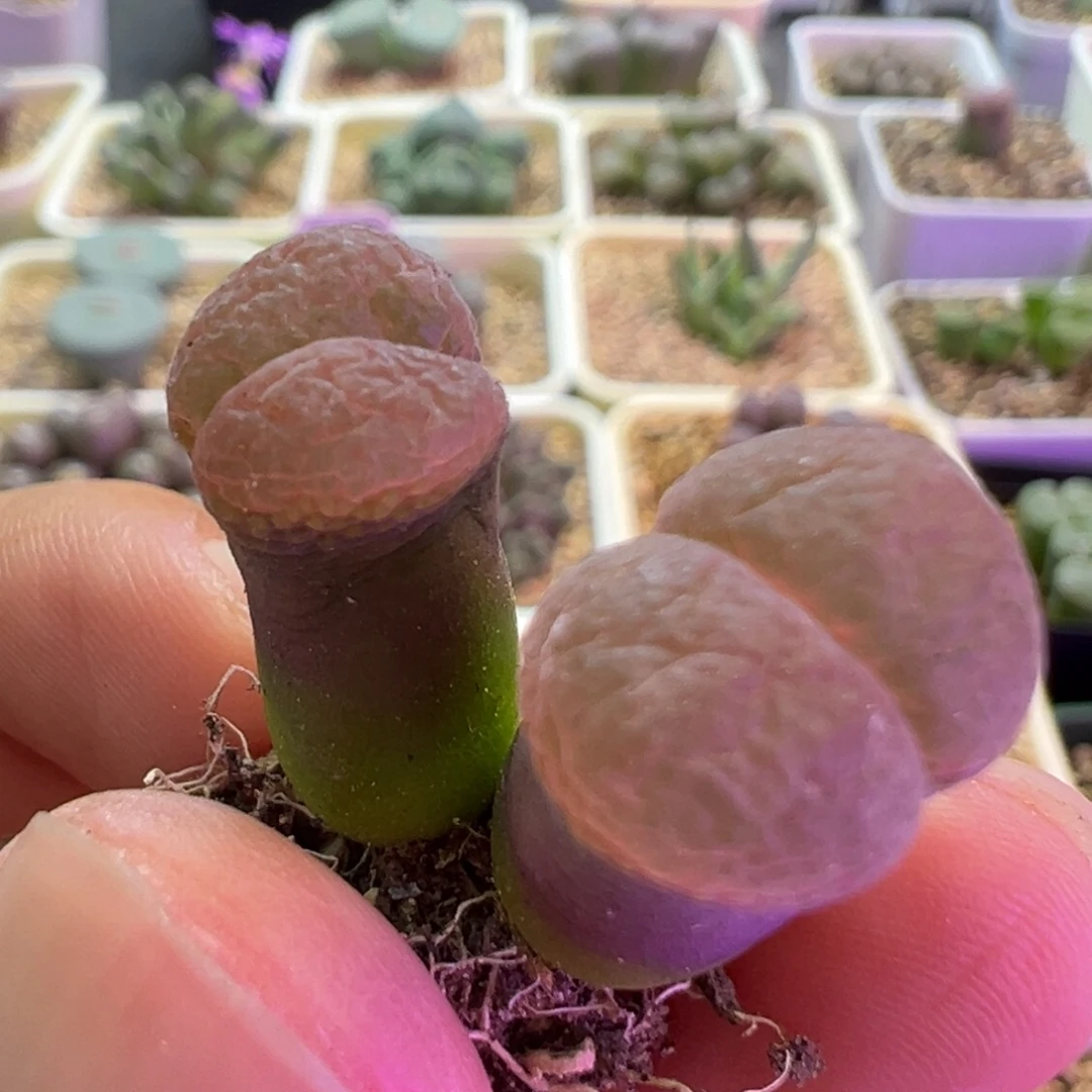 海***风福利特特特特 肉锥植物