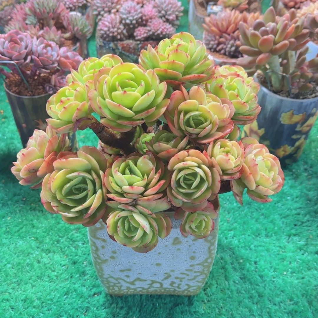 碧桃多肉植物 0000