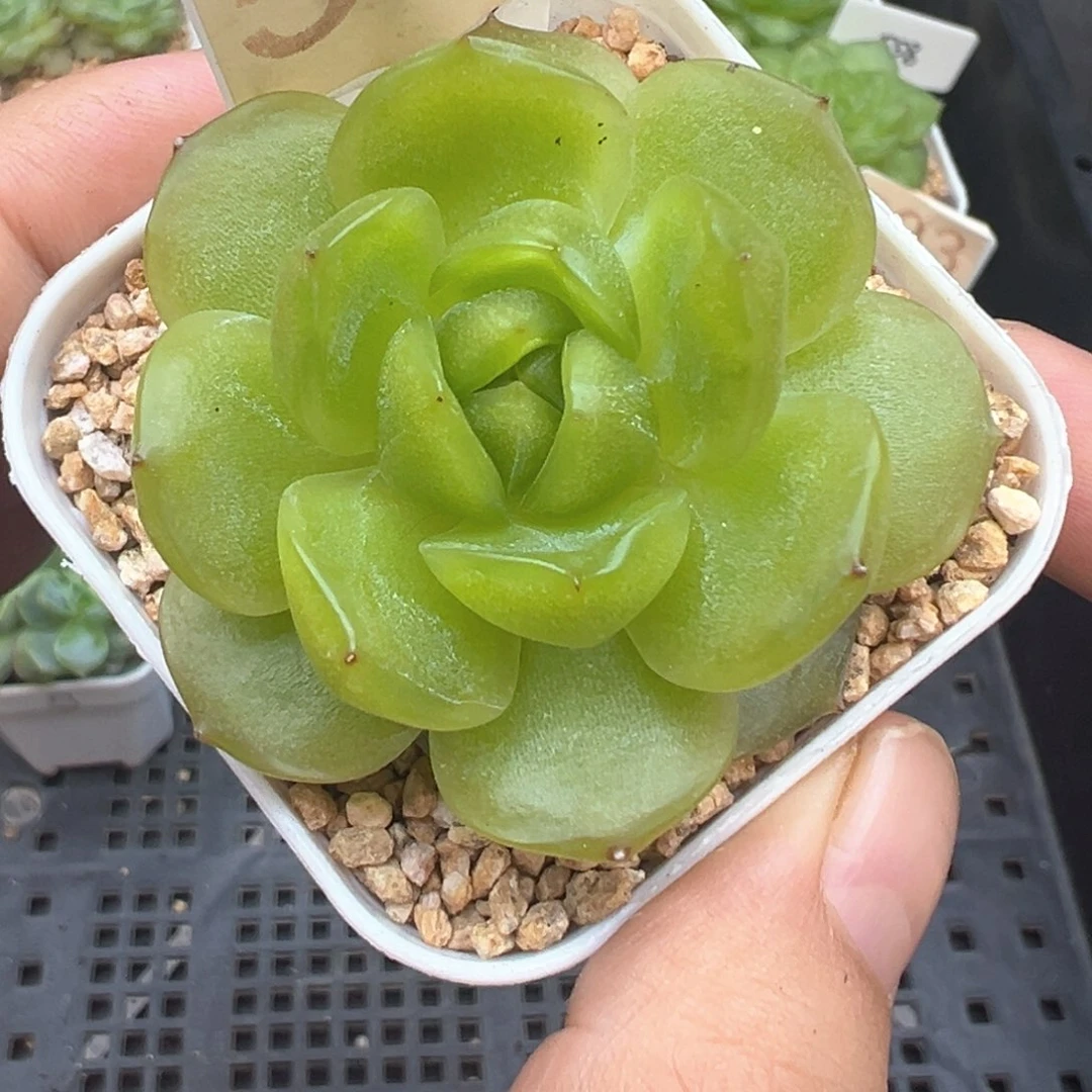 513号不知名晗雨多肉植物