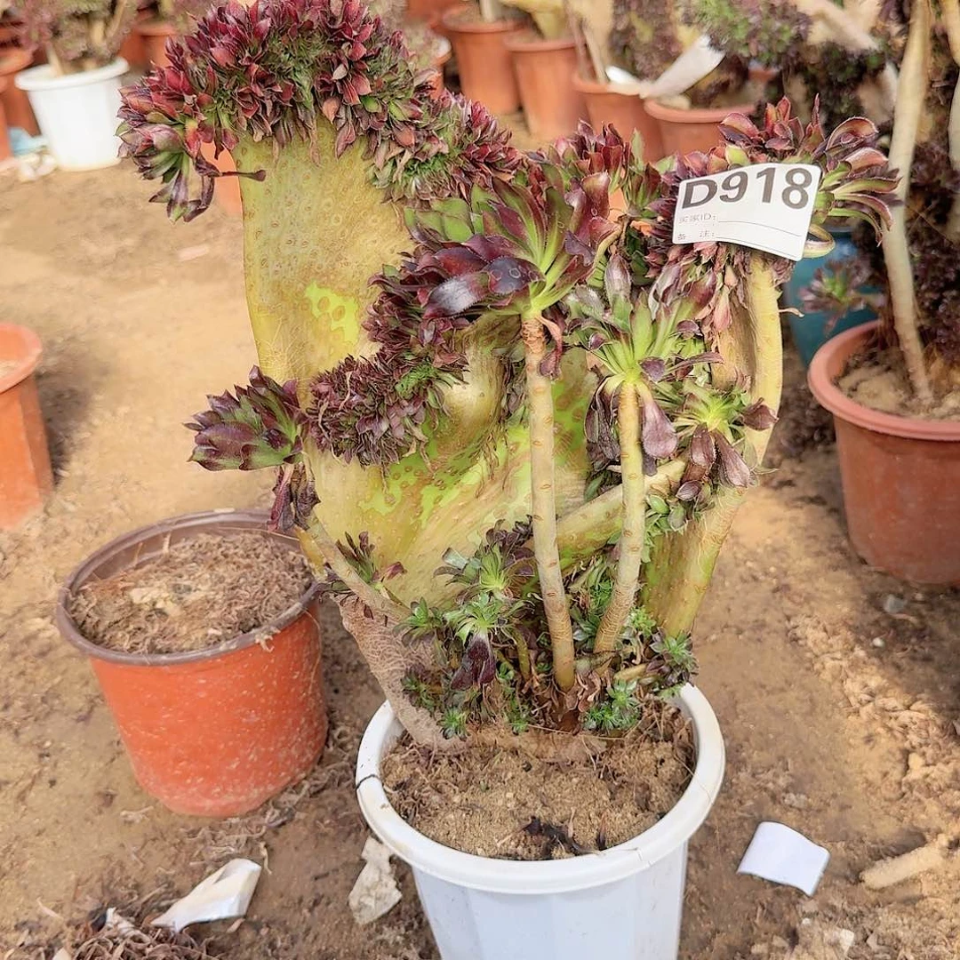 918黑法师一颗呀呀