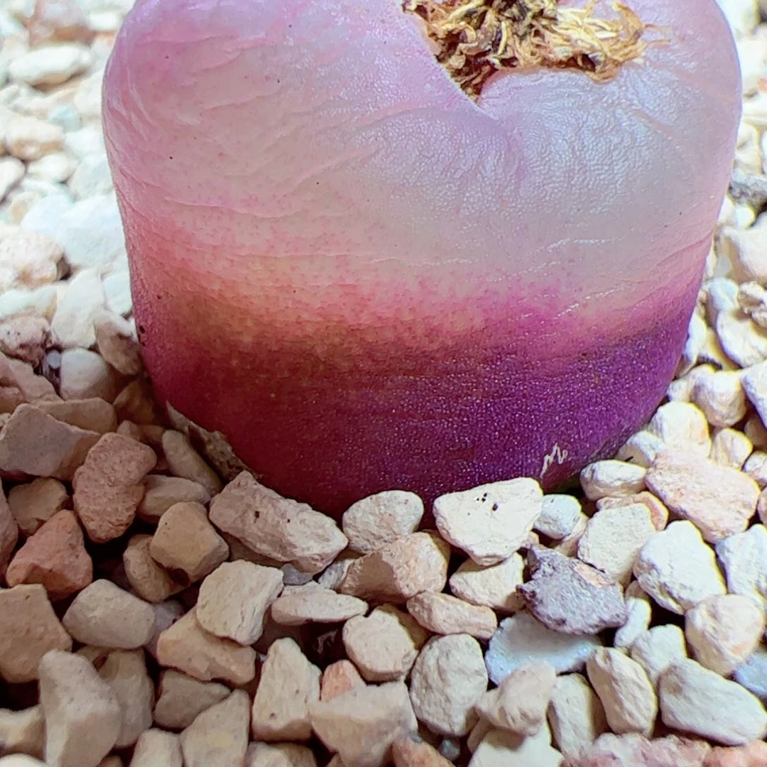 113 45优秀的肉肉57