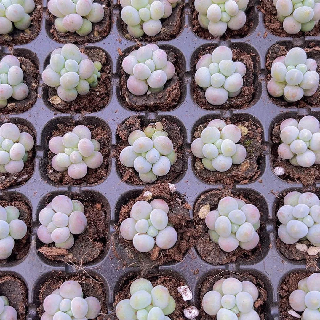 穴盘汤圆5颗19包邮多肉植物