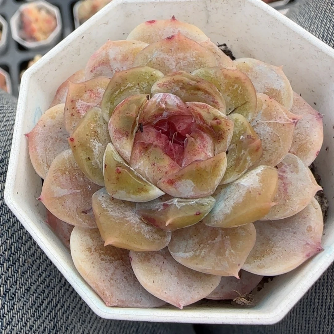 多肉小卡拉米糖心一物一拍