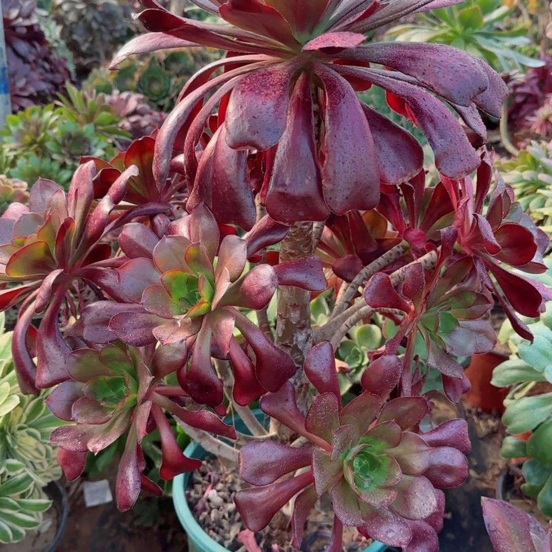 巫毒多肉291四年桩孤品