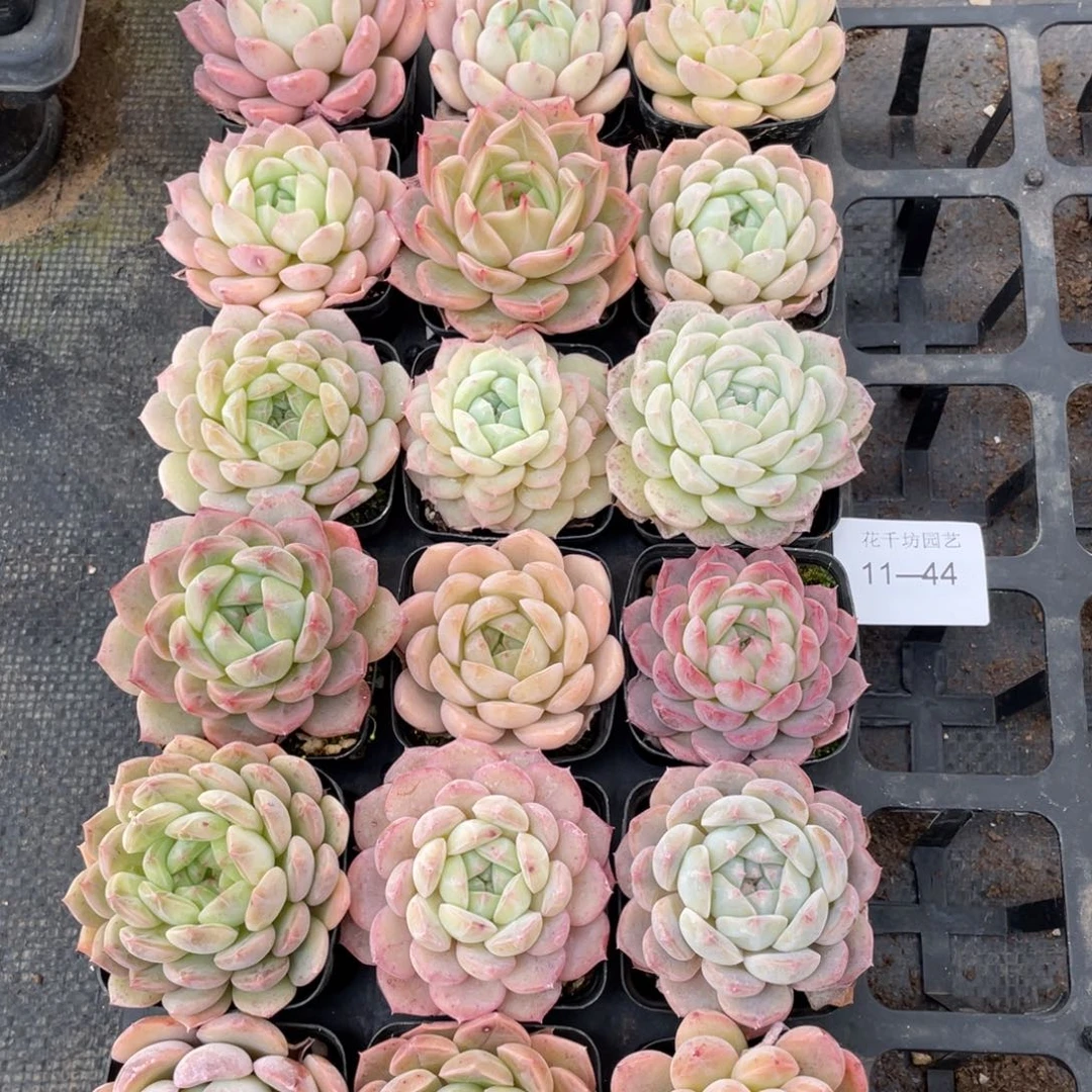 一物一拍18颗11-44