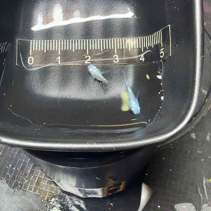 青鳉鱼76号拍品银球球