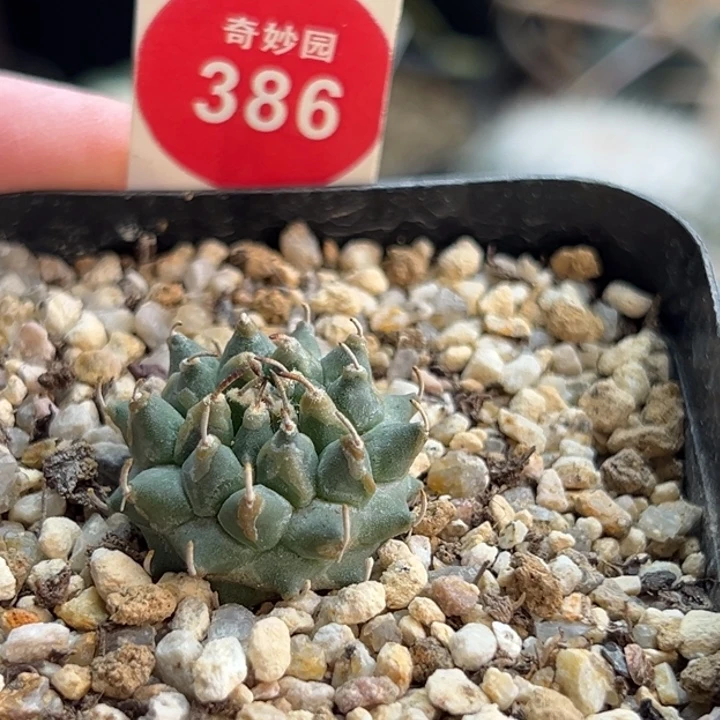 实生焦尤安德森娇丽2.3cm