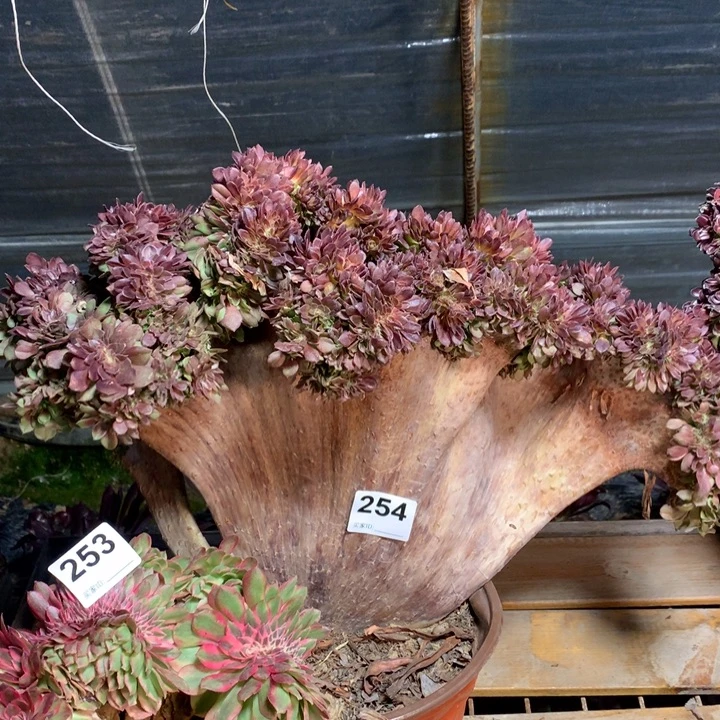 254万圣节缀准朵朵多肉法师