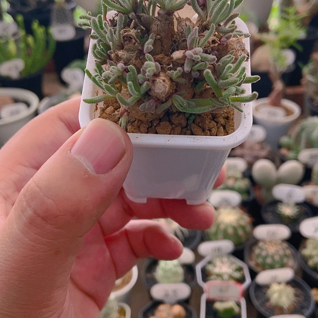 天赐一个一物一拍