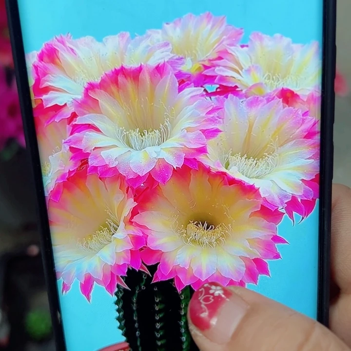 46彩草马丙歪无根侧芽3公分左右20包邮