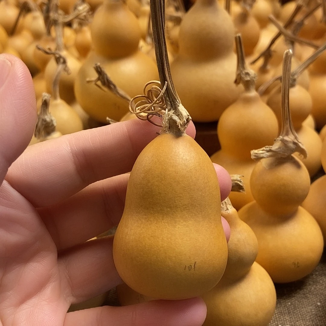 文玩葫芦 完美主义者 慎拍101