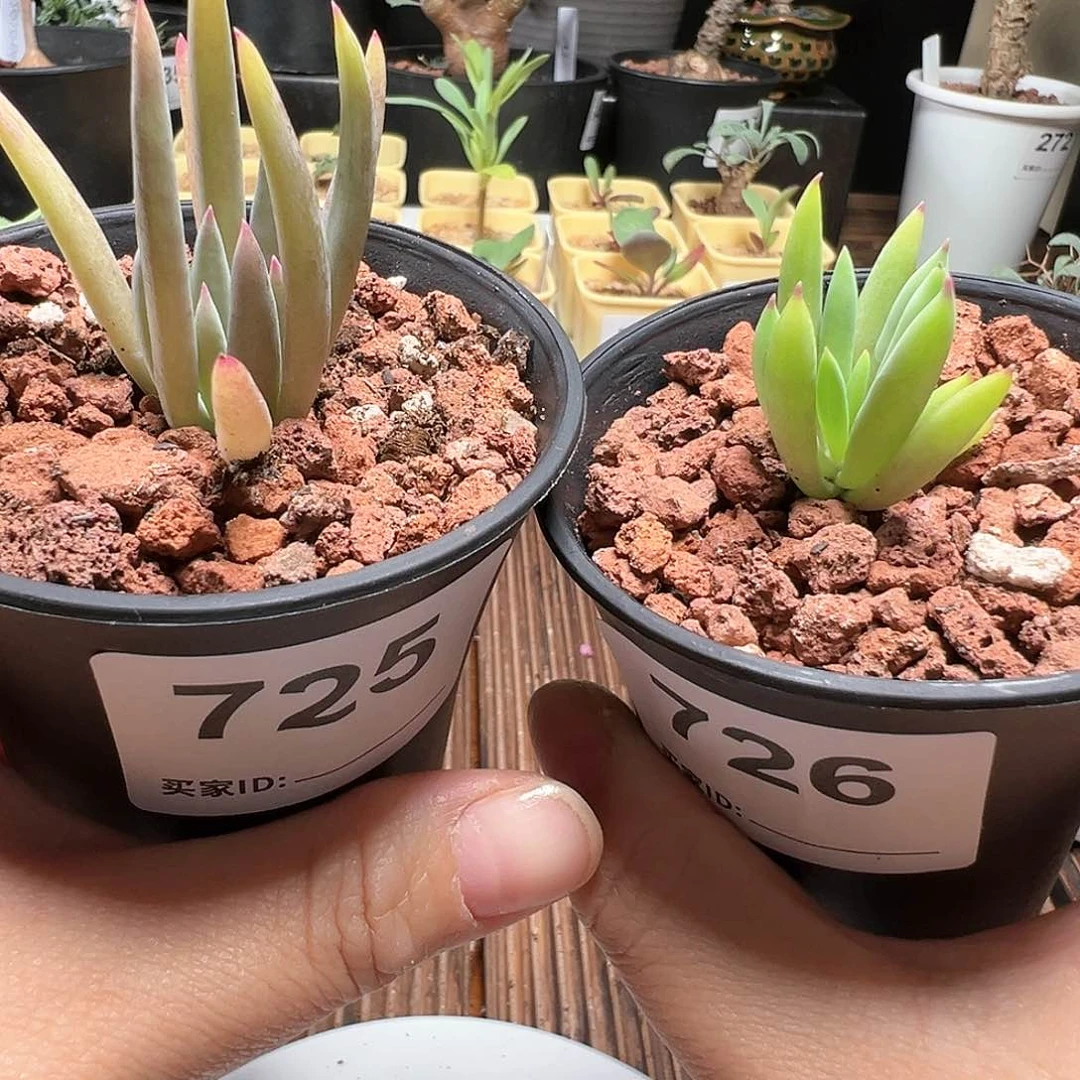 卡诺萨厚敦菊带盆发货任选一个