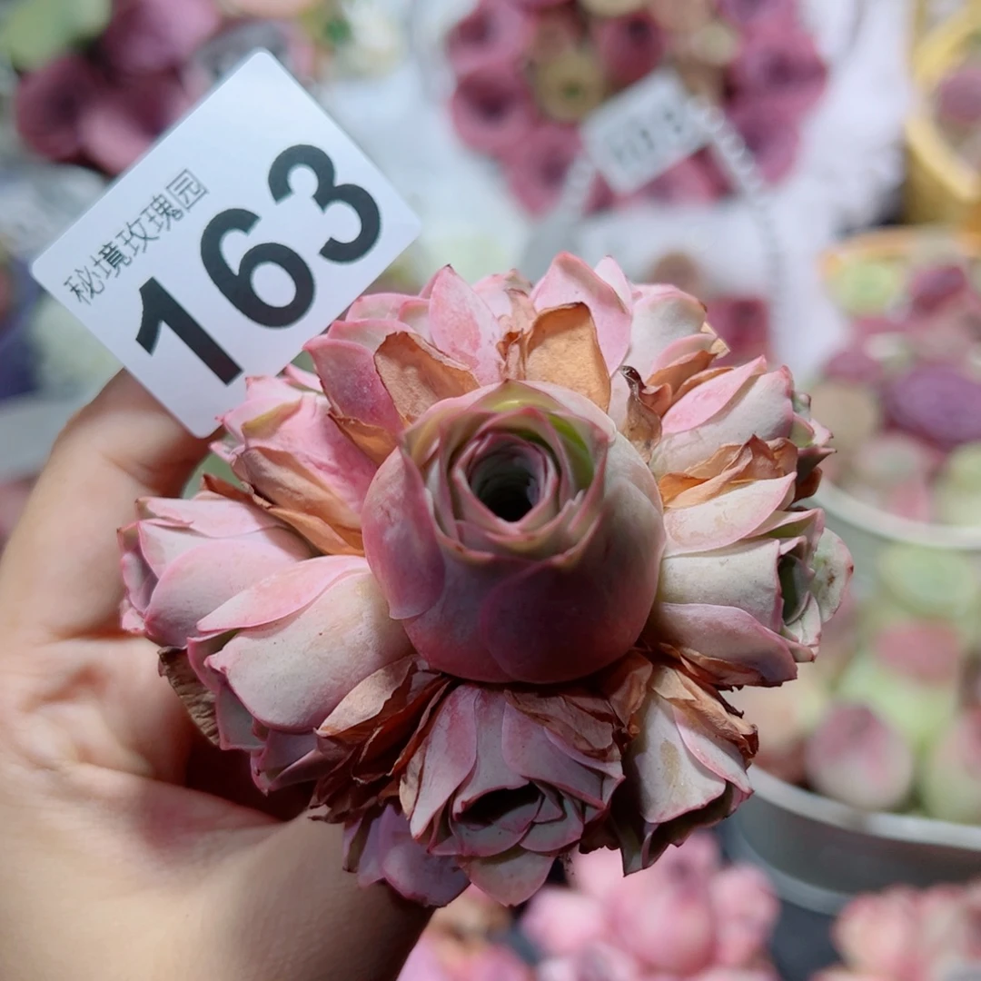 163粉玫瑰手捧花。