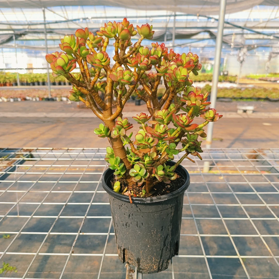 （姬红 筒叶 黄金 三色）花月玉树 一物一拍