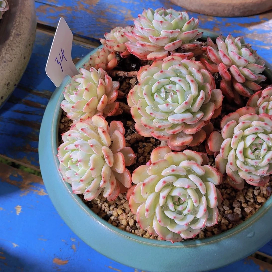 红陶无*多肉植物保护研究所