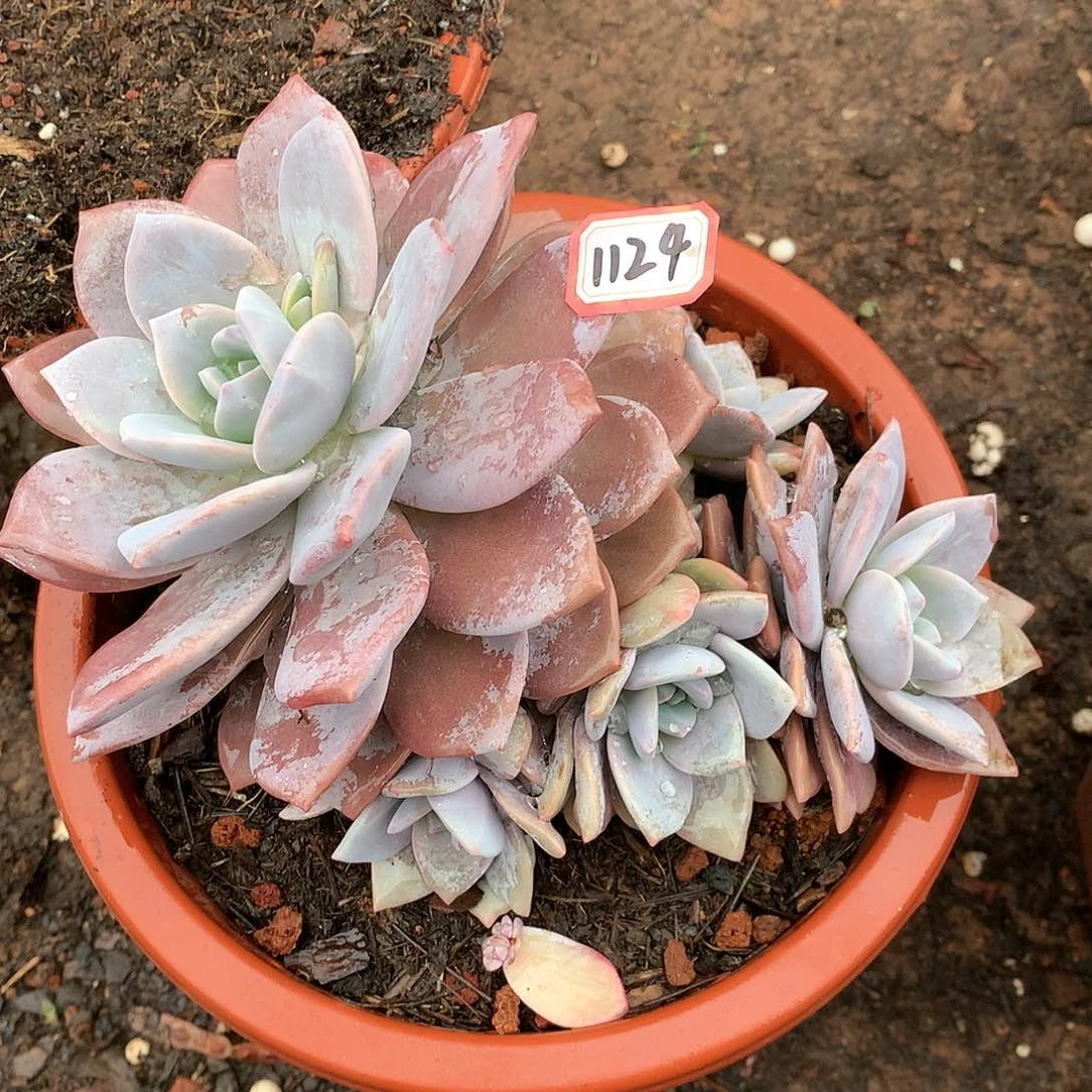 红茶1124晓晓一物一拍