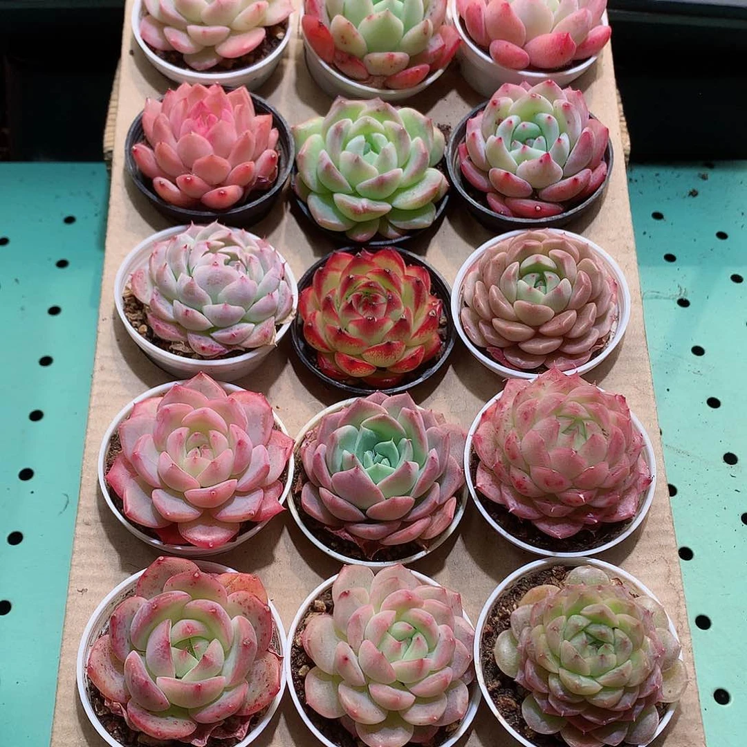 7-量拍品质保证带盆18颗19.9米