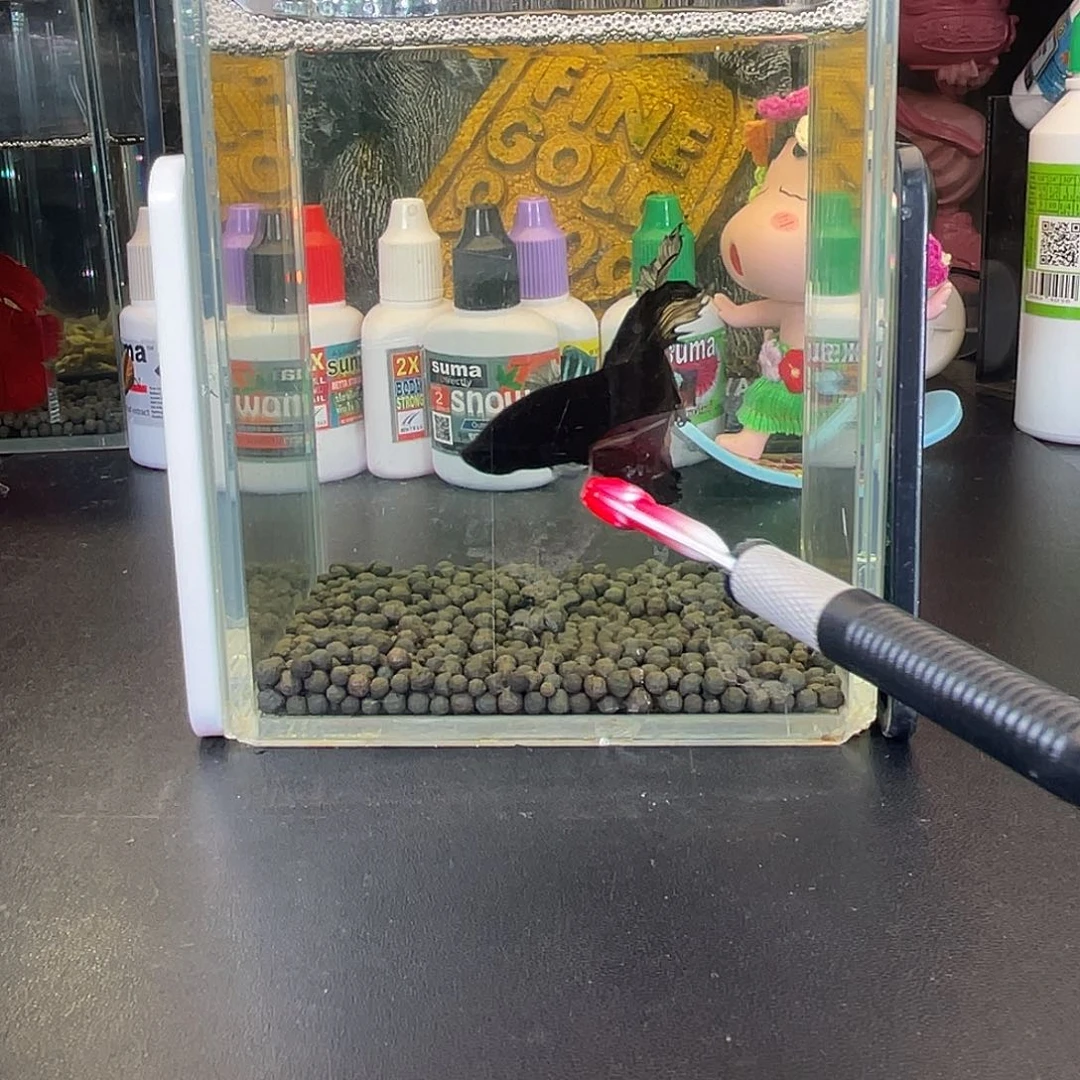 斗鱼49号1027早黑半