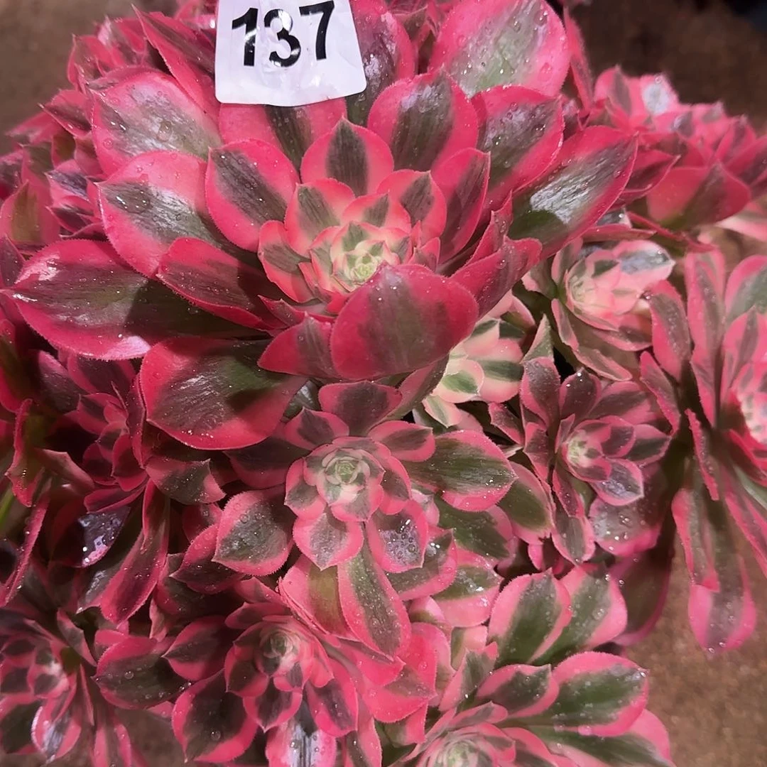 柠*多肉植物粉女郎137