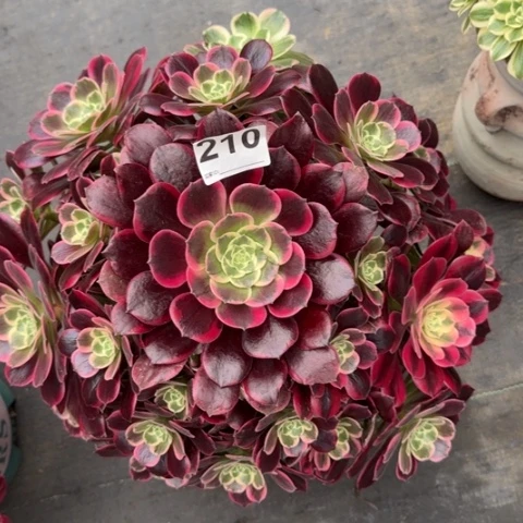 210金丝雀38厘米左右