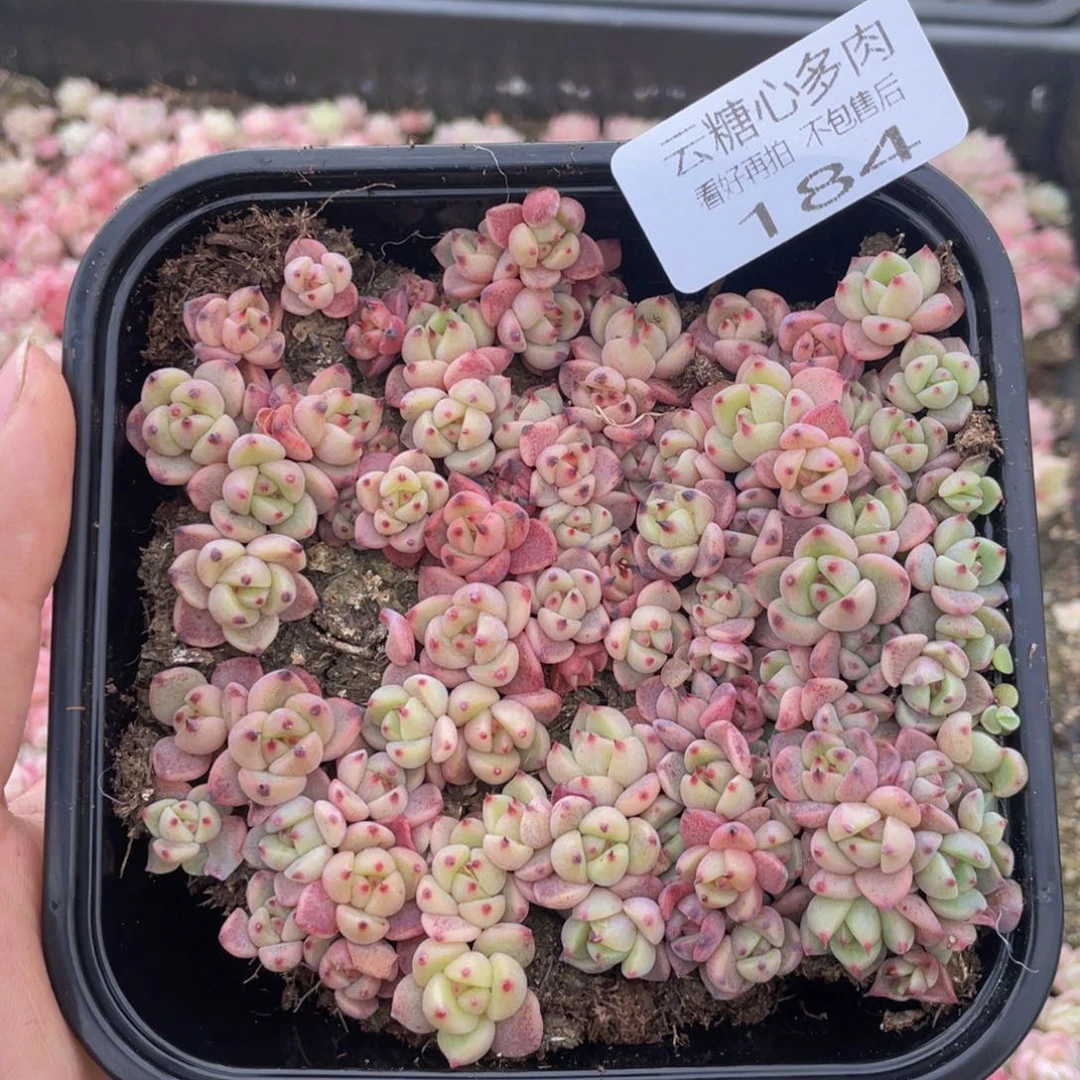 云糖心多肉植物184