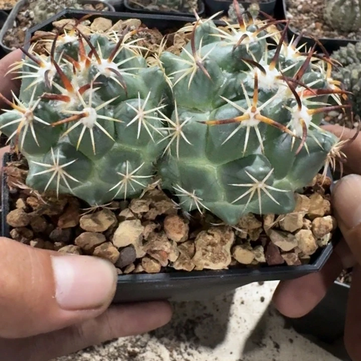 钢钉实生仙人球