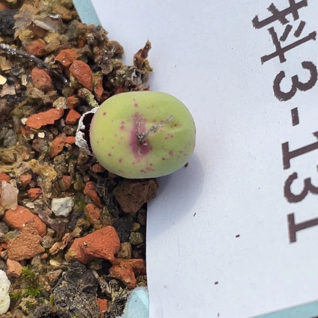 3-131嘴429多肉植物