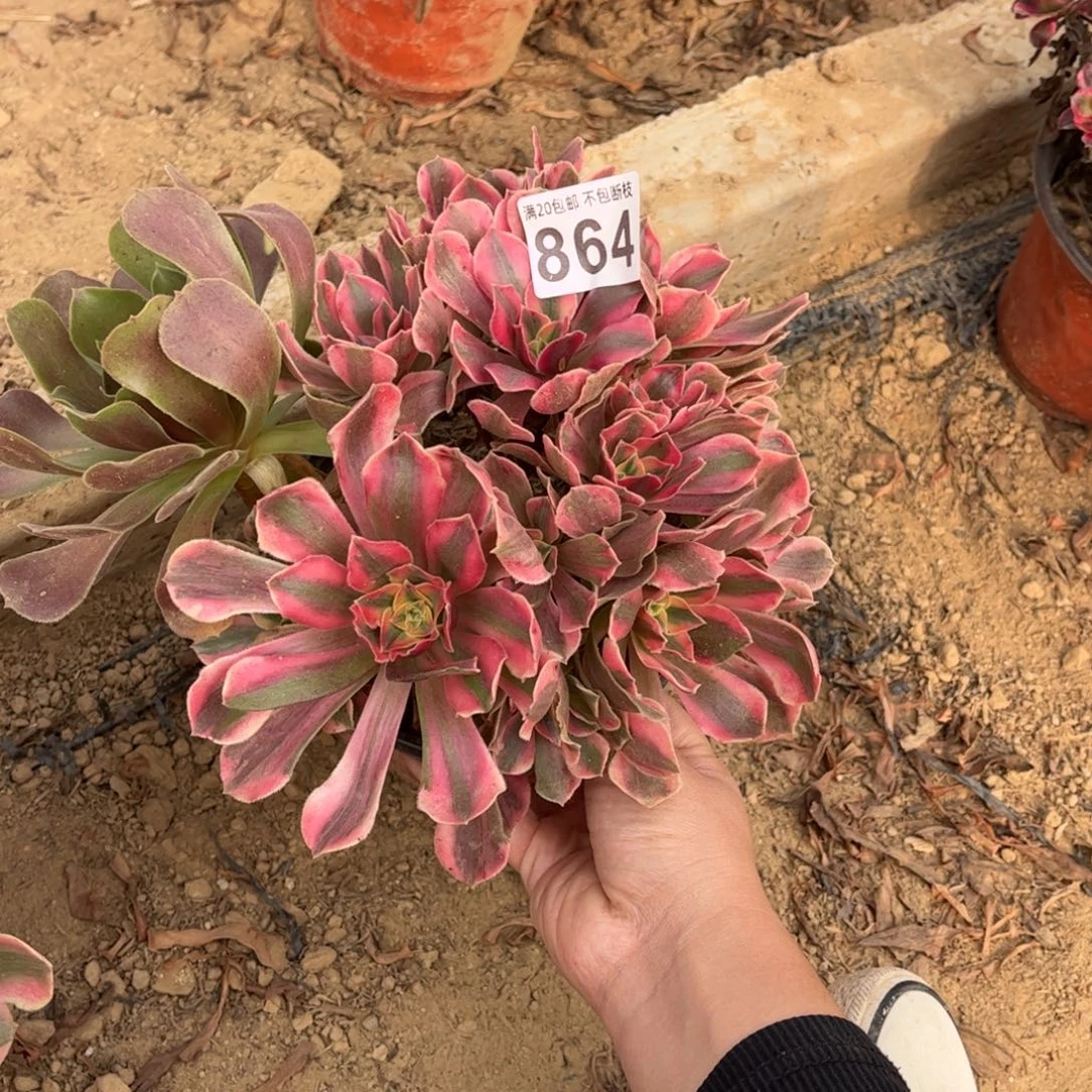 用***0粉女妖864不包断枝