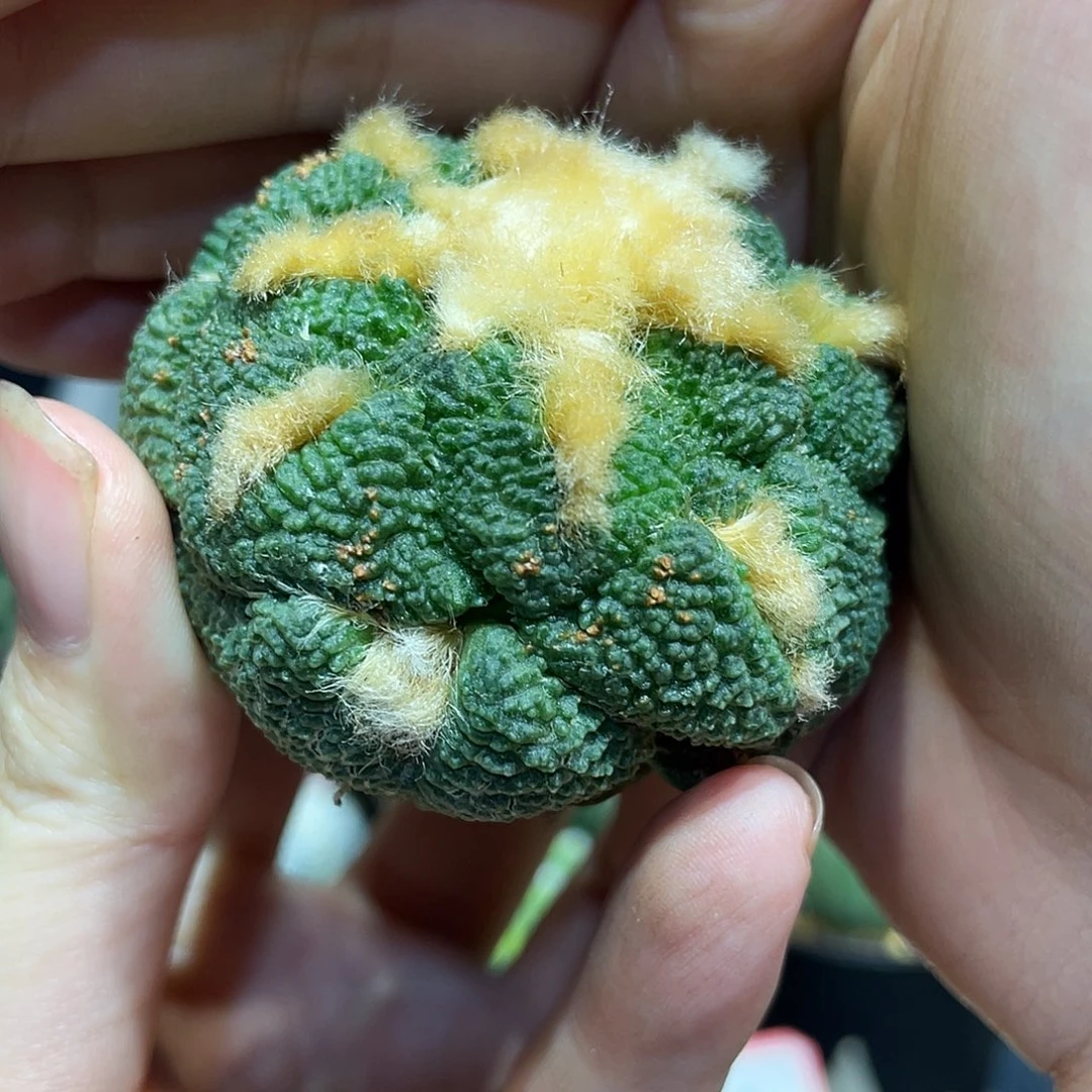 33号自根哥斯拉连山牡丹