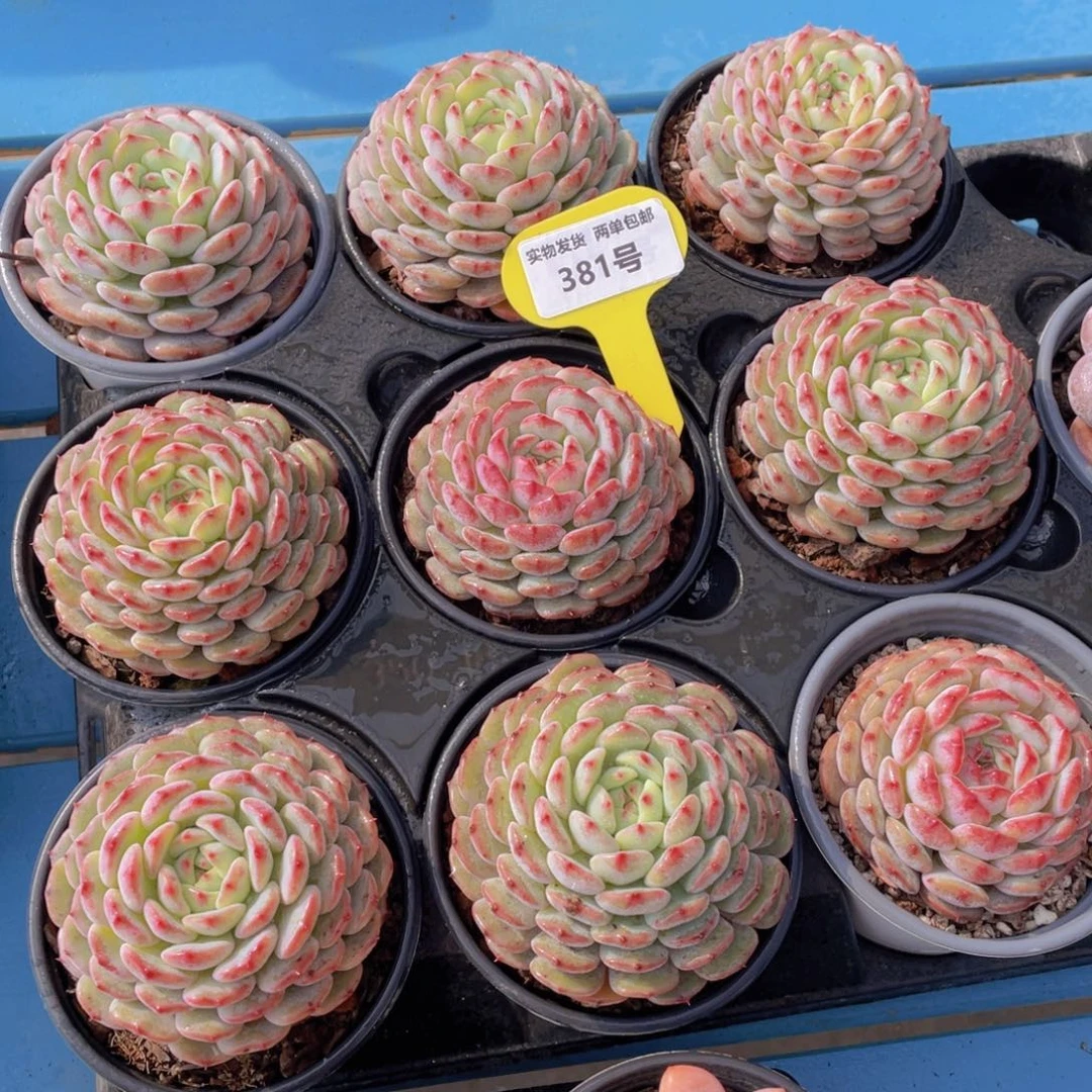 381号白胖子母本大单头一个