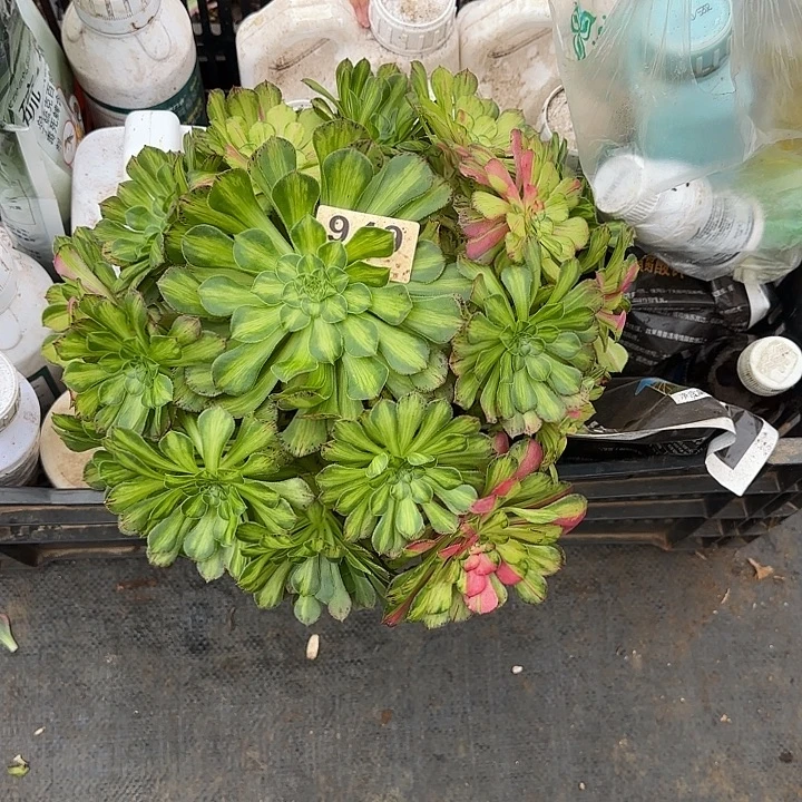 精品多肉植物0949