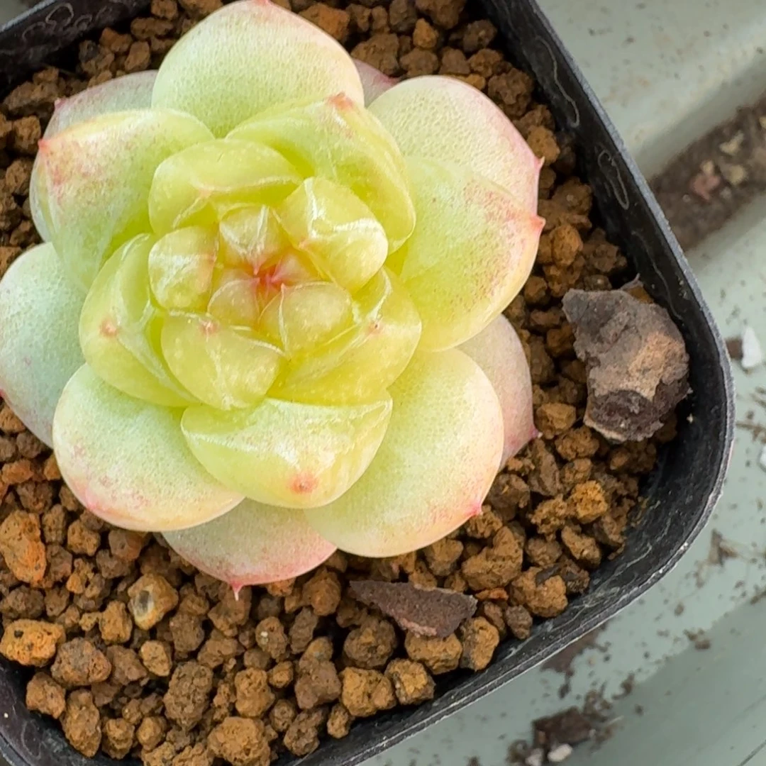 红陶0211-11-素颜