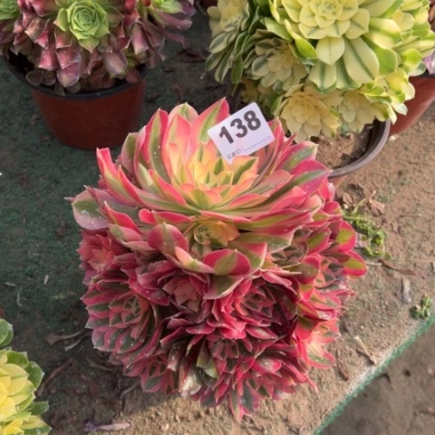 138粉女巫手捧多肉，