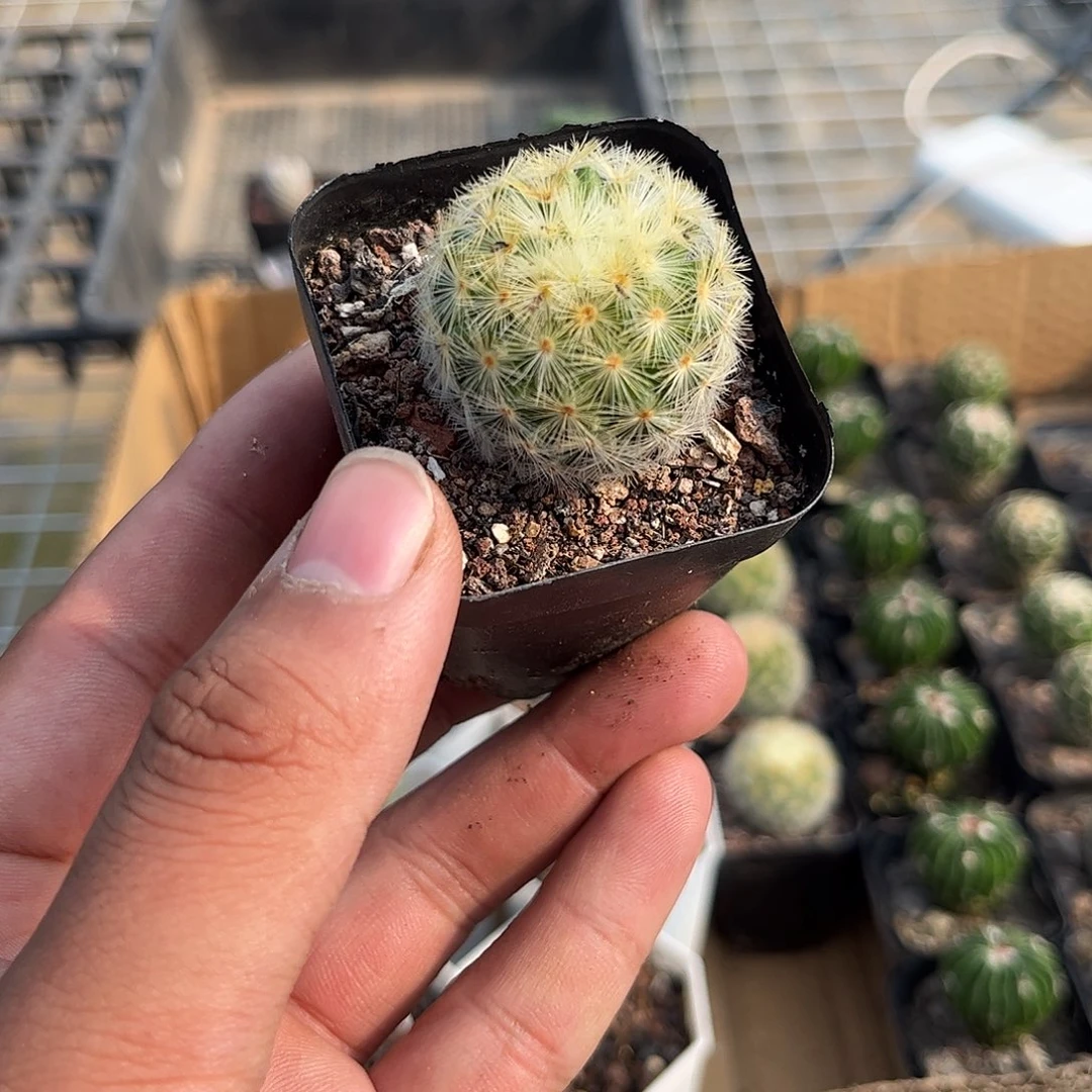 嘉文丸单头发货单头