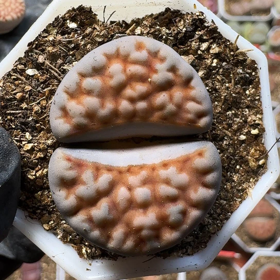 寸*生石花等1111111。   318