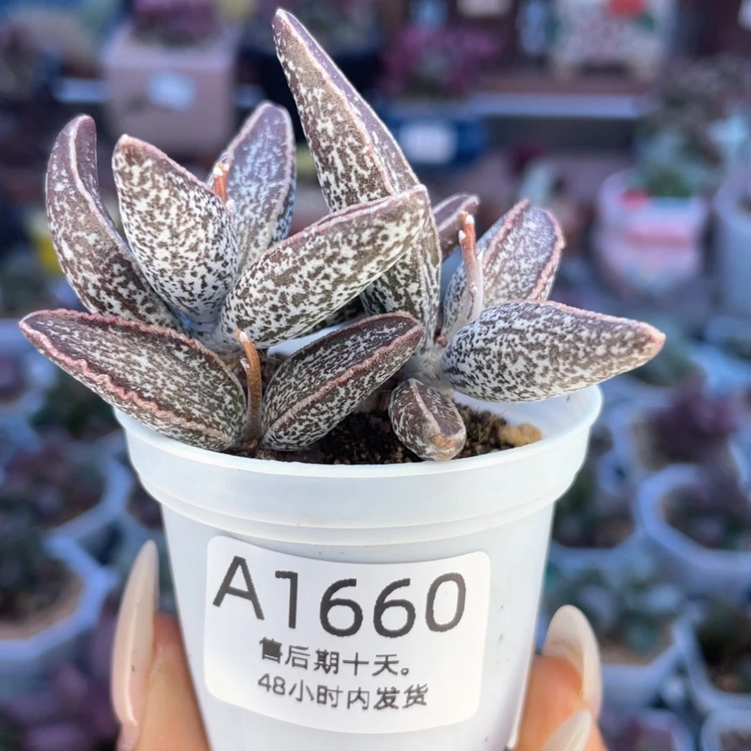 福利。  1660。